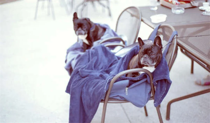 Why Do Dogs Pant? 5 Key Reasons & When to Worry