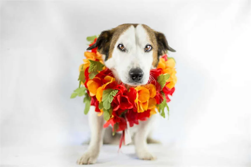 Lionfish Care Guide: 7 Must-Know Tips for Keeping These Venomous Beauties