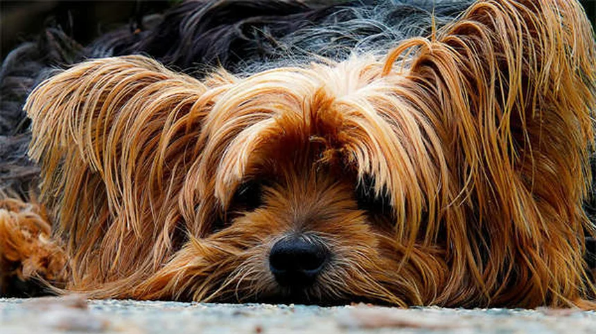 Dog Nausea: 5 Signs Your Pup Has an Upset Stomach & What to Do