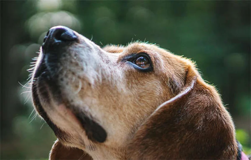 Dog Cataracts: Signs, Treatment & Prevention (Vet-Approved Guide)